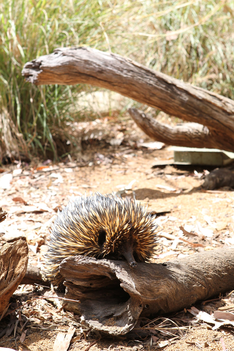 Shortbeaked Echidna Perth Zoo